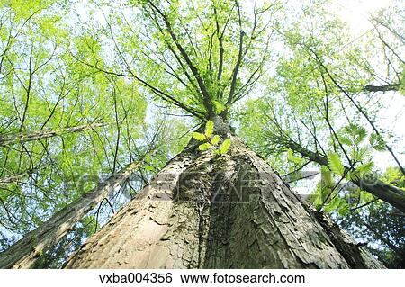 Trees and sky View Large Photo Image Stock Photograph - Trees and sky. Fotosearch