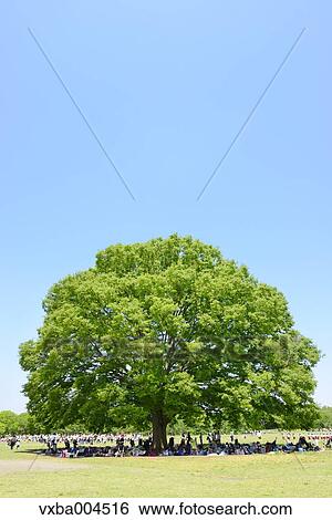 Trees and sky View Large Photo Image Stock Photograph - Trees and sky. Fotosearch