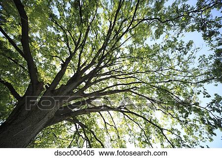 Trees and sky View Large Photo Image Stock Photography - Trees and sky. Fotosearch