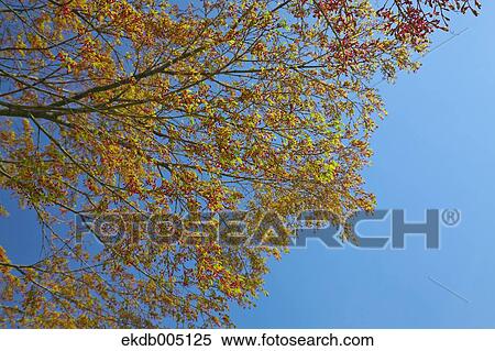 Trees and sky View Large Photo Image Stock Photography - Trees and sky. Fotosearch