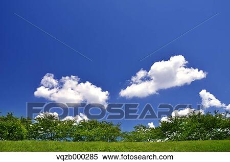 Trees and sky View Large Photo Image Stock Photography - Trees and sky. Fotosearch