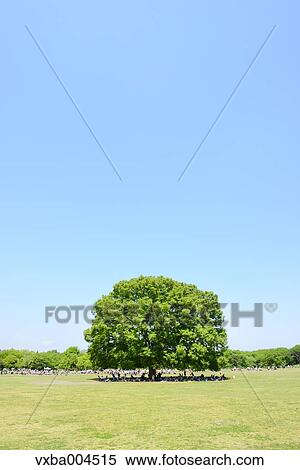 Trees and sky View Large Photo Image Stock Photography - Trees and sky. Fotosearch