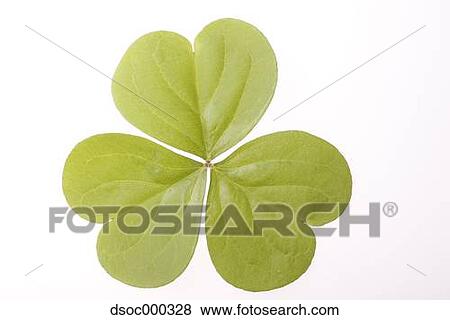 Trefoil Clover View Large Photo Image Stock Photo - Trefoil Clover. Fotosearch