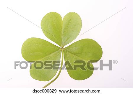 Stock Photo - Trefoil Clover. Fotosearch