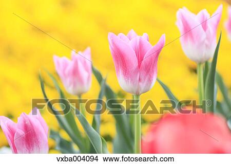 Tulips View Large Photo Image Picture - Tulips. Fotosearch