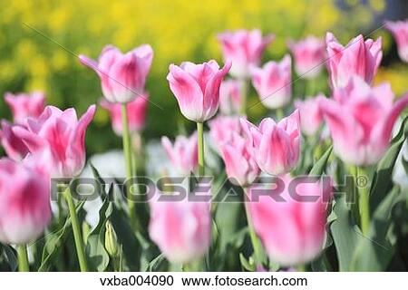 Tulips View Large Photo Image Stock Image - Tulips. Fotosearch