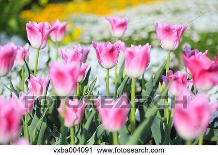Tulips View Large Photo Image Stock Image - Tulips. Fotosearch