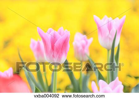 Tulips View Large Photo Image Stock Image - Tulips. Fotosearch