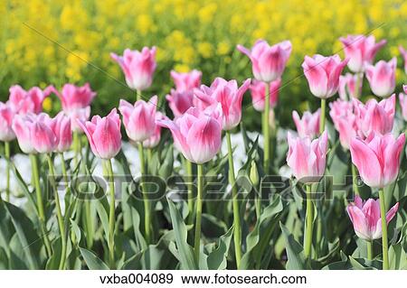 Tulips View Large Photo Image Stock Photo - Tulips. Fotosearch