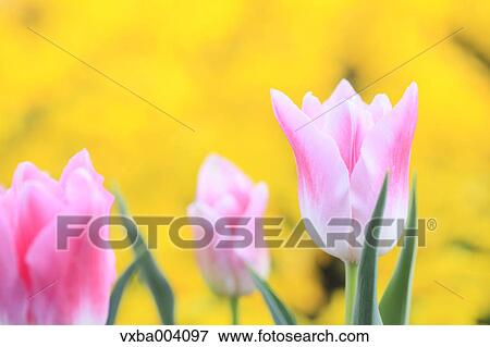 Tulips View Large Photo Image Stock Photo - Tulips. Fotosearch