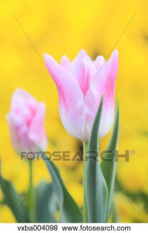 Stock Photo - Tulips. Fotosearch