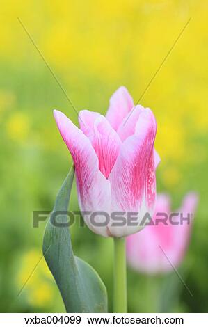 Tulips View Large Photo Image Stock Photo - Tulips. Fotosearch