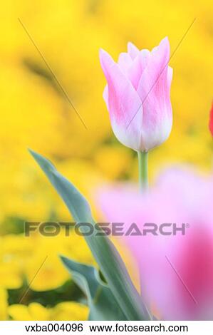 Tulips View Large Photo Image Stock Photograph - Tulips. Fotosearch