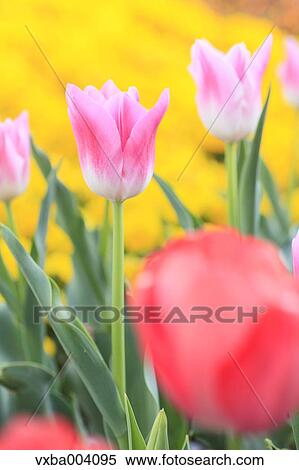 Tulips View Large Photo Image Stock Photography - Tulips. Fotosearch