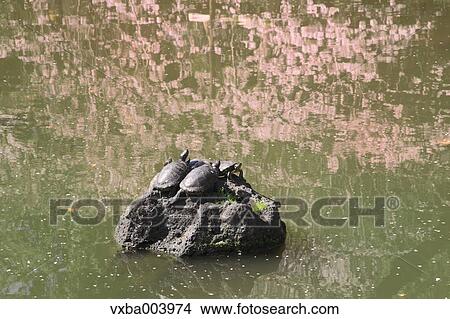 Turtles on a rock View Large Photo Image Picture - Turtles on a rock. Fotosearch