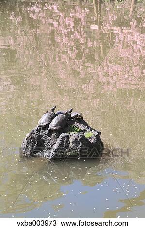 Turtles on a rock View Large Photo Image Stock Image - Turtles on a rock. Fotosearch