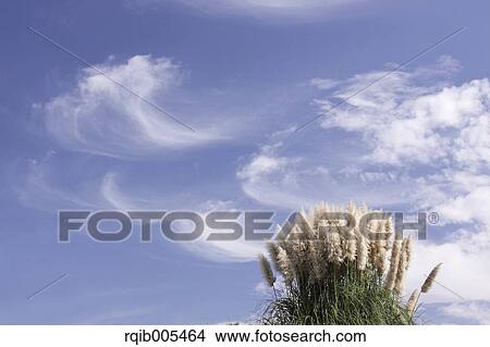 Picture - Tussock. Fotosearch