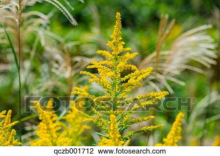 Tussock View Large Photo Image Stock Image - Tussock. Fotosearch
