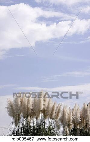 Stock Photo - Tussock. Fotosearch