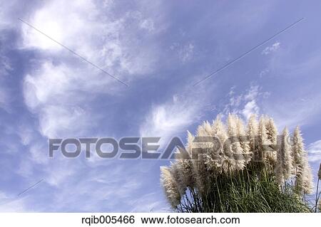 Stock Photograph - Tussock. Fotosearch