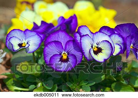 Viola flowers View Large Photo Image Stock Image - Viola flowers. Fotosearch