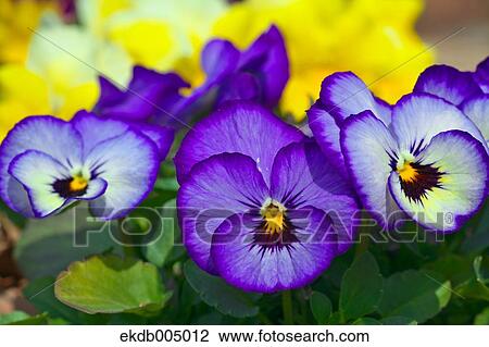 Stock Image - Viola flowers. Fotosearch