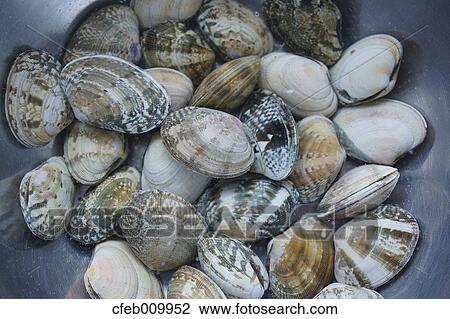 Vongole clams View Large Photo Image Stock Image - Vongole clams. Fotosearch