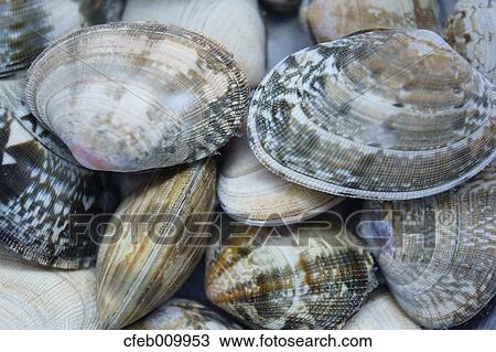 Stock Image - Vongole clams. Fotosearch