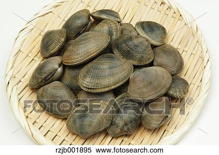 Vongole clams View Large Photo Image Stock Photography - Vongole clams. Fotosearch
