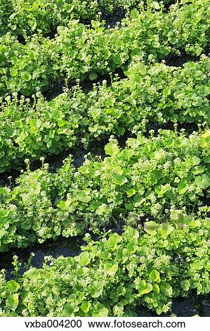 Stock Image - Wasabi Field. Fotosearch