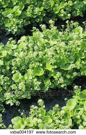 Wasabi Field View Large Photo Image Stock Photo - Wasabi Field. Fotosearch