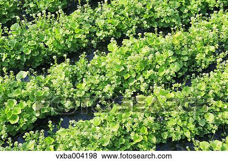 Wasabi Field View Large Photo Image Stock Photo - Wasabi Field. Fotosearch