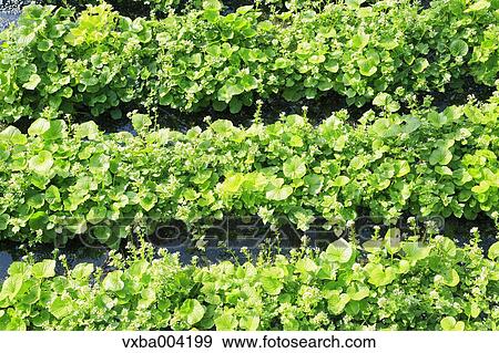 Stock Photo - Wasabi Field. Fotosearch