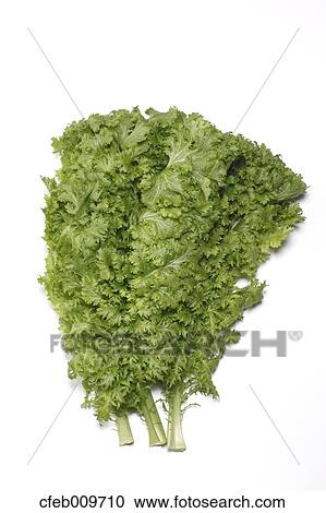 Wasabi Greens View Large Photo Image Stock Image - Wasabi Greens. Fotosearch