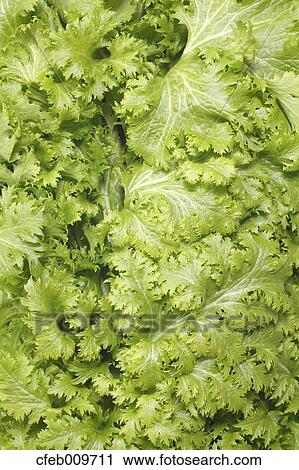 Wasabi Greens View Large Photo Image Stock Image - Wasabi Greens. Fotosearch