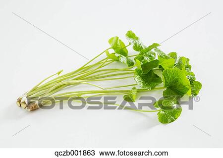 Wasabi Greens View Large Photo Image Stock Image - Wasabi Greens. Fotosearch