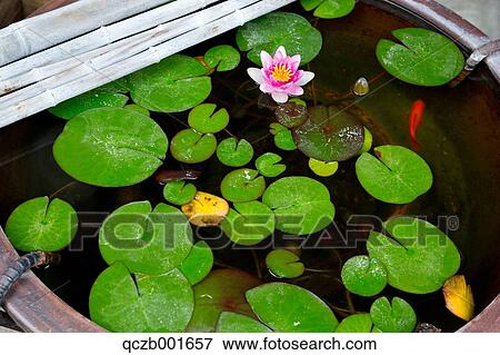 Stock Photo - Water bowl with goldfish and lotus leaves. Fotosearch