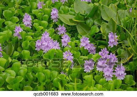 Water Hyacinth View Large Photo Image Stock Image - Water Hyacinth. Fotosearch