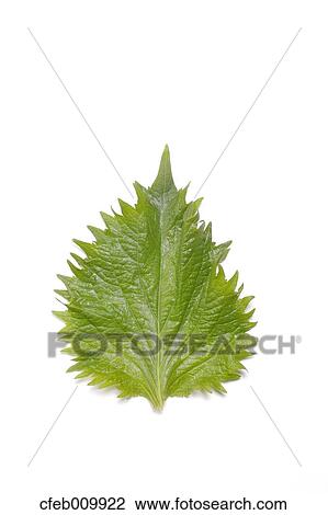 Wild Sesame View Large Photo Image Stock Image - Wild Sesame. Fotosearch