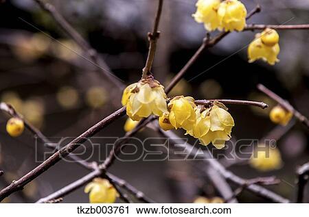 Winter sweet View Large Photo Image Stock Image - Winter sweet. Fotosearch