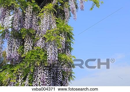 Wisteria View Large Photo Image Stock Image - Wisteria. Fotosearch