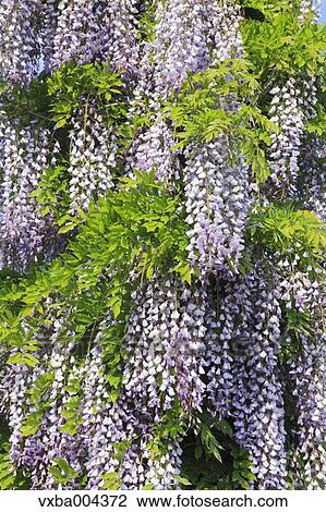 Wisteria View Large Photo Image Stock Image - Wisteria. Fotosearch