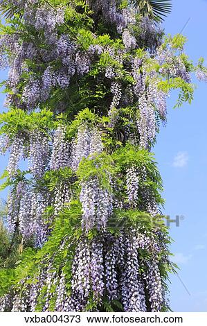 Wisteria View Large Photo Image Stock Image - Wisteria. Fotosearch