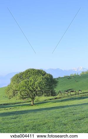 Yamanashi Prefecture, Japan View Large Photo Image Stock Image - Yamanashi Prefecture, Japan. Fotosearch