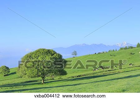 Yamanashi Prefecture, Japan View Large Photo Image Stock Image - Yamanashi Prefecture, Japan. Fotosearch