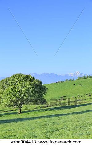 Yamanashi Prefecture, Japan View Large Photo Image Stock Image - Yamanashi Prefecture, Japan. Fotosearch
