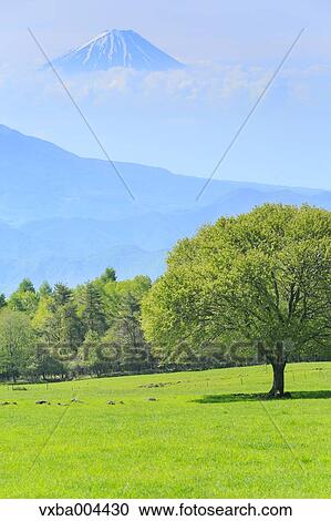 Yamanashi Prefecture, Japan View Large Photo Image Stock Image - Yamanashi Prefecture, Japan. Fotosearch
