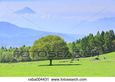 Yamanashi Prefecture, Japan View Large Photo Image Stock Image - Yamanashi Prefecture, Japan. Fotosearch