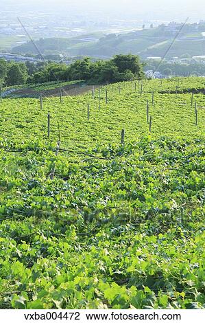 Stock Image - Yamanashi Prefecture, Japan. Fotosearch