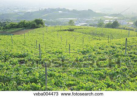 Yamanashi Prefecture, Japan View Large Photo Image Stock Image - Yamanashi Prefecture, Japan. Fotosearch
